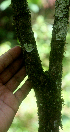  ( - BioBot01736)  @11 [ ] CreativeCommons - Attribution Non-Commercial Share-Alike (2010) Daniel H. Janzen Guanacaste Dry Forest Conservation Fund