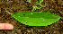  ( - BioBot01736)  @11 [ ] CreativeCommons - Attribution Non-Commercial Share-Alike (2010) Daniel H. Janzen Guanacaste Dry Forest Conservation Fund