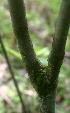  ( - BioBot01737)  @11 [ ] CreativeCommons - Attribution Non-Commercial Share-Alike (2010) Daniel H. Janzen Guanacaste Dry Forest Conservation Fund