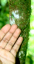  ( - BioBot01739)  @11 [ ] CreativeCommons - Attribution Non-Commercial Share-Alike (2010) Daniel H. Janzen Guanacaste Dry Forest Conservation Fund