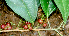  ( - BioBot01739)  @11 [ ] CreativeCommons - Attribution Non-Commercial Share-Alike (2010) Daniel H. Janzen Guanacaste Dry Forest Conservation Fund