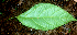 ( - BioBot01739)  @11 [ ] CreativeCommons - Attribution Non-Commercial Share-Alike (2010) Daniel H. Janzen Guanacaste Dry Forest Conservation Fund