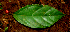  ( - BioBot01740)  @11 [ ] CreativeCommons - Attribution Non-Commercial Share-Alike (2010) Daniel H. Janzen Guanacaste Dry Forest Conservation Fund