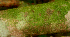  ( - BioBot01741)  @11 [ ] CreativeCommons - Attribution Non-Commercial Share-Alike (2010) Daniel H. Janzen Guanacaste Dry Forest Conservation Fund