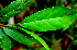  ( - BioBot01741)  @11 [ ] CreativeCommons - Attribution Non-Commercial Share-Alike (2010) Daniel H. Janzen Guanacaste Dry Forest Conservation Fund
