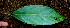  ( - BioBot01741)  @11 [ ] CreativeCommons - Attribution Non-Commercial Share-Alike (2010) Daniel H. Janzen Guanacaste Dry Forest Conservation Fund