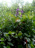  ( - BioBot01759)  @11 [ ] CreativeCommons - Attribution Non-Commercial Share-Alike (2010) Daniel H. Janzen Guanacaste Dry Forest Conservation Fund