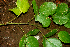  ( - BioBot01759)  @11 [ ] CreativeCommons - Attribution Non-Commercial Share-Alike (2010) Daniel H. Janzen Guanacaste Dry Forest Conservation Fund