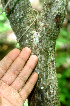  ( - BioBot01760)  @11 [ ] CreativeCommons - Attribution Non-Commercial Share-Alike (2010) Daniel H. Janzen Guanacaste Dry Forest Conservation Fund