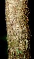  ( - BioBot01761)  @11 [ ] CreativeCommons - Attribution Non-Commercial Share-Alike (2010) Daniel H. Janzen Guanacaste Dry Forest Conservation Fund
