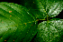  ( - BioBot01761)  @11 [ ] CreativeCommons - Attribution Non-Commercial Share-Alike (2010) Daniel H. Janzen Guanacaste Dry Forest Conservation Fund