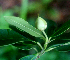  ( - BioBot01762)  @11 [ ] CreativeCommons - Attribution Non-Commercial Share-Alike (2010) Daniel H. Janzen Guanacaste Dry Forest Conservation Fund