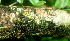  ( - BioBot01763)  @11 [ ] CreativeCommons - Attribution Non-Commercial Share-Alike (2010) Daniel H. Janzen Guanacaste Dry Forest Conservation Fund