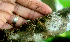  ( - BioBot01764)  @11 [ ] CreativeCommons - Attribution Non-Commercial Share-Alike (2010) Daniel H. Janzen Guanacaste Dry Forest Conservation Fund