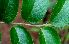  ( - BioBot01764)  @11 [ ] CreativeCommons - Attribution Non-Commercial Share-Alike (2010) Daniel H. Janzen Guanacaste Dry Forest Conservation Fund
