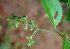  ( - BioBot01764)  @11 [ ] CreativeCommons - Attribution Non-Commercial Share-Alike (2010) Daniel H. Janzen Guanacaste Dry Forest Conservation Fund