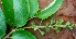  ( - BioBot01764)  @11 [ ] CreativeCommons - Attribution Non-Commercial Share-Alike (2010) Daniel H. Janzen Guanacaste Dry Forest Conservation Fund