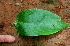  ( - BioBot01764)  @11 [ ] CreativeCommons - Attribution Non-Commercial Share-Alike (2010) Daniel H. Janzen Guanacaste Dry Forest Conservation Fund