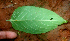 ( - BioBot01764)  @11 [ ] CreativeCommons - Attribution Non-Commercial Share-Alike (2010) Daniel H. Janzen Guanacaste Dry Forest Conservation Fund