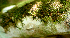  ( - BioBot01765)  @11 [ ] CreativeCommons - Attribution Non-Commercial Share-Alike (2010) Daniel H. Janzen Guanacaste Dry Forest Conservation Fund