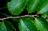  ( - BioBot01765)  @11 [ ] CreativeCommons - Attribution Non-Commercial Share-Alike (2010) Daniel H. Janzen Guanacaste Dry Forest Conservation Fund