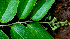  ( - BioBot01765)  @11 [ ] CreativeCommons - Attribution Non-Commercial Share-Alike (2010) Daniel H. Janzen Guanacaste Dry Forest Conservation Fund