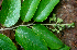  ( - BioBot01765)  @11 [ ] CreativeCommons - Attribution Non-Commercial Share-Alike (2010) Daniel H. Janzen Guanacaste Dry Forest Conservation Fund