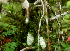  (Clusia palmana - BioBot01766)  @11 [ ] CreativeCommons - Attribution Non-Commercial Share-Alike (2010) Daniel H. Janzen Guanacaste Dry Forest Conservation Fund