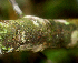  ( - BioBot01766)  @11 [ ] CreativeCommons - Attribution Non-Commercial Share-Alike (2010) Daniel H. Janzen Guanacaste Dry Forest Conservation Fund