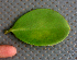  ( - BioBot01766)  @11 [ ] CreativeCommons - Attribution Non-Commercial Share-Alike (2010) Daniel H. Janzen Guanacaste Dry Forest Conservation Fund