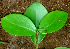  ( - BioBot01780)  @11 [ ] CreativeCommons - Attribution Non-Commercial Share-Alike (2010) Daniel H. Janzen Guanacaste Dry Forest Conservation Fund