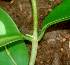  ( - BioBot01780)  @11 [ ] CreativeCommons - Attribution Non-Commercial Share-Alike (2010) Daniel H. Janzen Guanacaste Dry Forest Conservation Fund