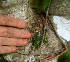  ( - BioBot01783)  @11 [ ] CreativeCommons - Attribution Non-Commercial Share-Alike (2010) Daniel H. Janzen Guanacaste Dry Forest Conservation Fund