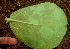  ( - BioBot01783)  @11 [ ] CreativeCommons - Attribution Non-Commercial Share-Alike (2010) Daniel H. Janzen Guanacaste Dry Forest Conservation Fund
