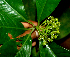  ( - BioBot01796)  @11 [ ] CreativeCommons - Attribution Non-Commercial Share-Alike (2010) Daniel H. Janzen Guanacaste Dry Forest Conservation Fund