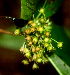  ( - BioBot01796)  @11 [ ] CreativeCommons - Attribution Non-Commercial Share-Alike (2010) Daniel H. Janzen Guanacaste Dry Forest Conservation Fund