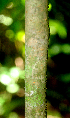  ( - BioBot01797)  @11 [ ] CreativeCommons - Attribution Non-Commercial Share-Alike (2010) Daniel H. Janzen Guanacaste Dry Forest Conservation Fund