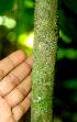  ( - BioBot01797)  @11 [ ] CreativeCommons - Attribution Non-Commercial Share-Alike (2010) Daniel H. Janzen Guanacaste Dry Forest Conservation Fund