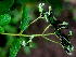  ( - BioBot01801)  @11 [ ] CreativeCommons - Attribution Non-Commercial Share-Alike (2010) Daniel H. Janzen Guanacaste Dry Forest Conservation Fund