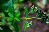  ( - BioBot01801)  @13 [ ] CreativeCommons - Attribution Non-Commercial Share-Alike (2010) Daniel H. Janzen Guanacaste Dry Forest Conservation Fund