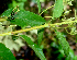  ( - BioBot01802)  @12 [ ] CreativeCommons - Attribution Non-Commercial Share-Alike (2010) Daniel H. Janzen Guanacaste Dry Forest Conservation Fund