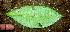  (Pimenta guatemalensis - BioBot01807)  @11 [ ] CreativeCommons - Attribution Non-Commercial Share-Alike (2010) Daniel H. Janzen Guanacaste Dry Forest Conservation Fund