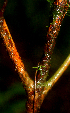  ( - BioBot01807)  @11 [ ] CreativeCommons - Attribution Non-Commercial Share-Alike (2010) Daniel H. Janzen Guanacaste Dry Forest Conservation Fund