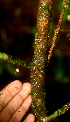  ( - BioBot01808)  @11 [ ] CreativeCommons - Attribution Non-Commercial Share-Alike (2010) Daniel H. Janzen Guanacaste Dry Forest Conservation Fund