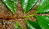  ( - BioBot01808)  @11 [ ] CreativeCommons - Attribution Non-Commercial Share-Alike (2010) Daniel H. Janzen Guanacaste Dry Forest Conservation Fund