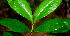  ( - BioBot01809)  @11 [ ] CreativeCommons - Attribution Non-Commercial Share-Alike (2010) Daniel H. Janzen Guanacaste Dry Forest Conservation Fund