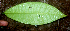  ( - BioBot01809)  @11 [ ] CreativeCommons - Attribution Non-Commercial Share-Alike (2010) Daniel H. Janzen Guanacaste Dry Forest Conservation Fund