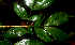  ( - BioBot01810)  @11 [ ] CreativeCommons - Attribution Non-Commercial Share-Alike (2010) Daniel H. Janzen Guanacaste Dry Forest Conservation Fund