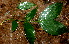  ( - BioBot01811)  @11 [ ] CreativeCommons - Attribution Non-Commercial Share-Alike (2010) Daniel H. Janzen Guanacaste Dry Forest Conservation Fund