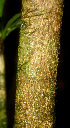  ( - BioBot01812)  @11 [ ] CreativeCommons - Attribution Non-Commercial Share-Alike (2010) Daniel H. Janzen Guanacaste Dry Forest Conservation Fund